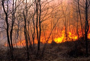 Read more about the article Wildfire Season is Officially Here: It Predicted to be As Bad As Last Year