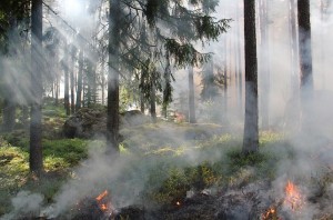 You are currently viewing Fire Crews Fight Eagle Rock Brush Fire